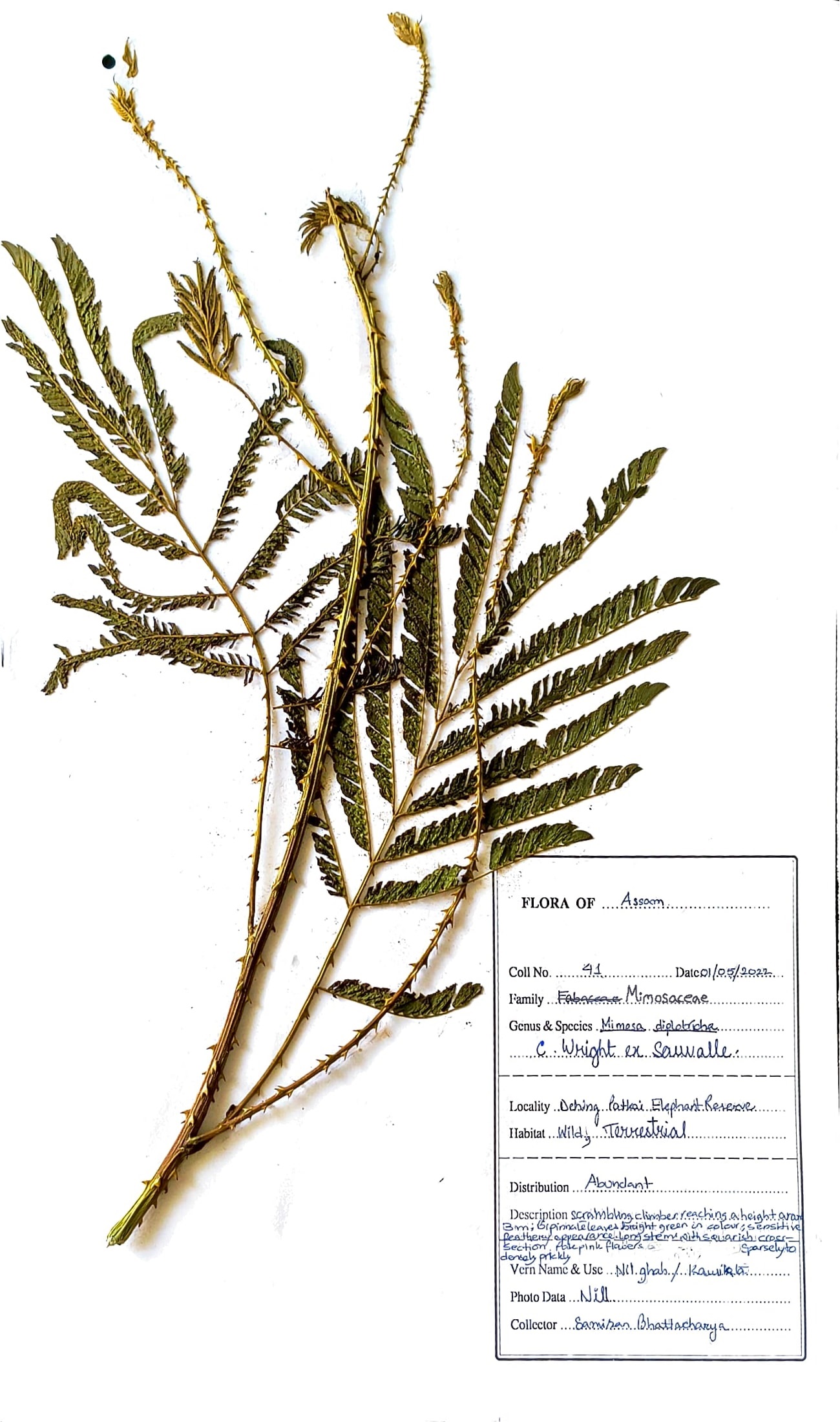 Mimosa diplotricha C. Wright ex Sauvalle