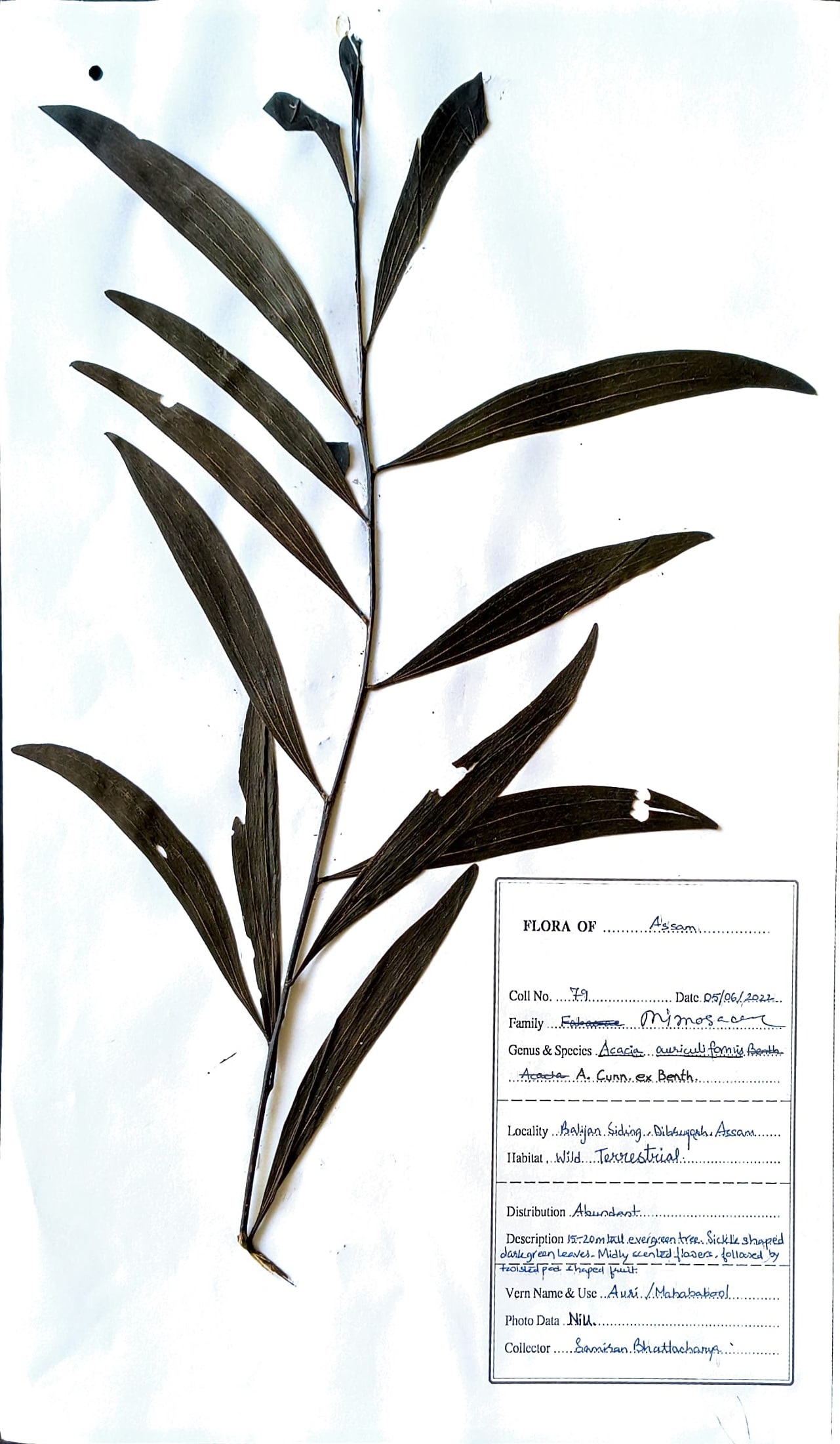 Acacia auriculiformis A. Cunn. Ex Benth.