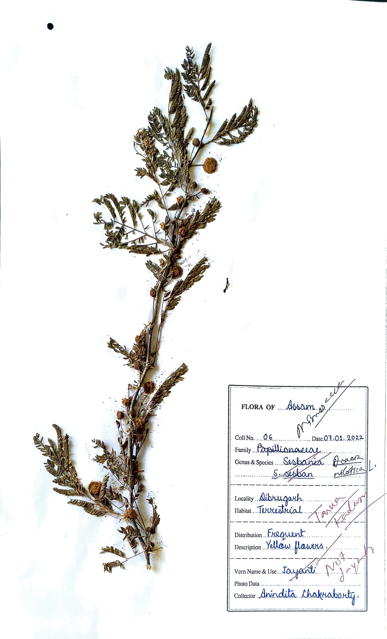 Acacia nilotica L.