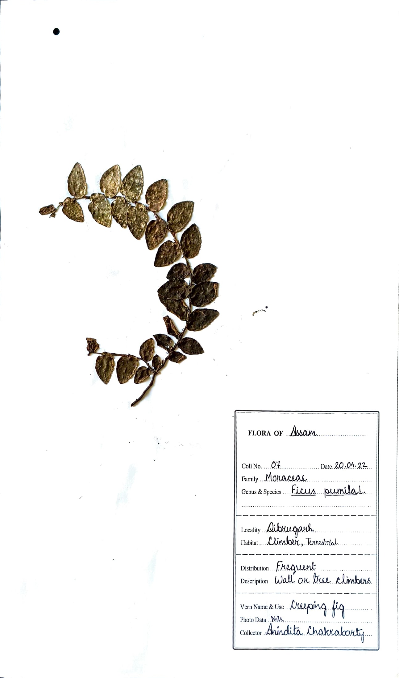 Ficus pumila L.