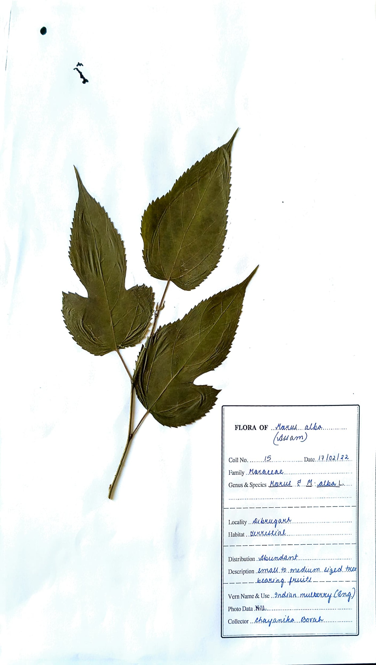 Morus alba L.