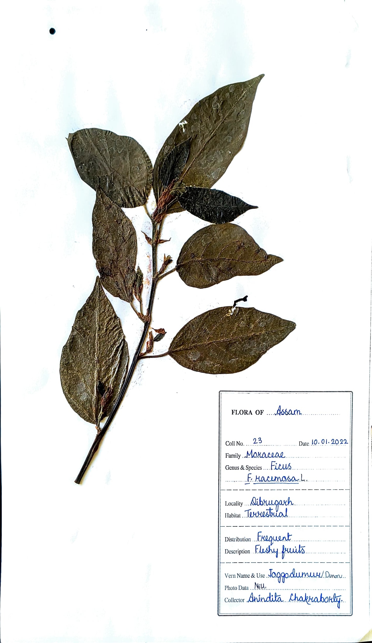 Ficus racemosa L.
