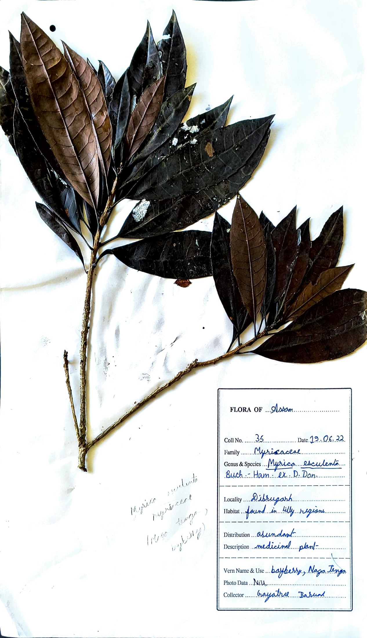 Myrica esculenta Buch.-Ham. ex D. Don.
