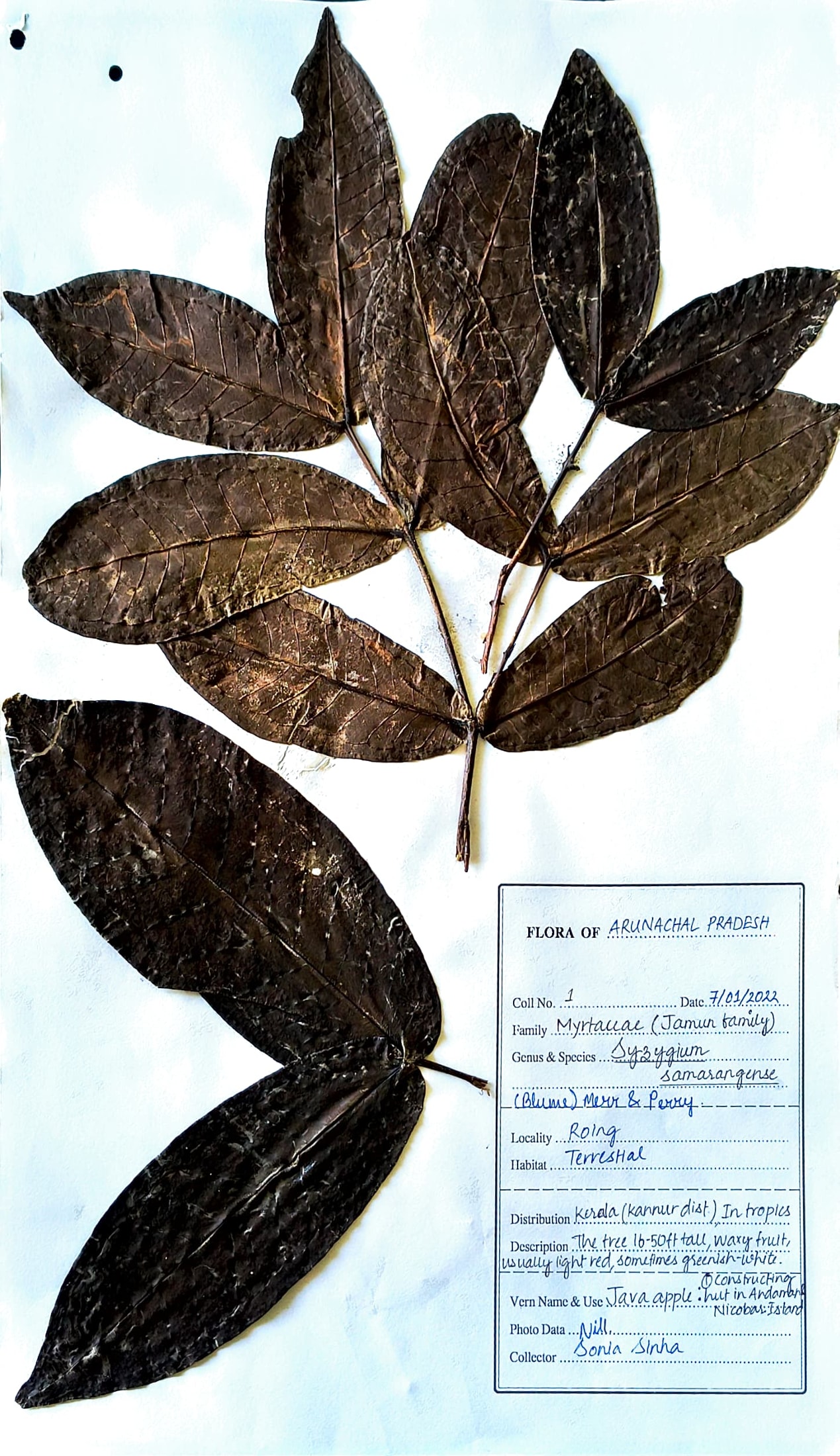 Syzygium samarangense (Blume) Merr. & L.M. Perry