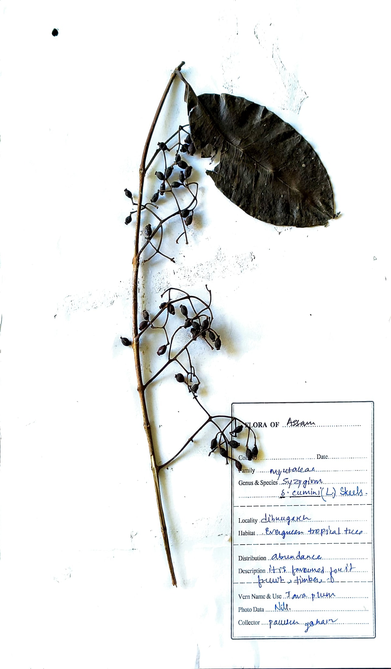 Syzygium cumini (L.) Skeels
