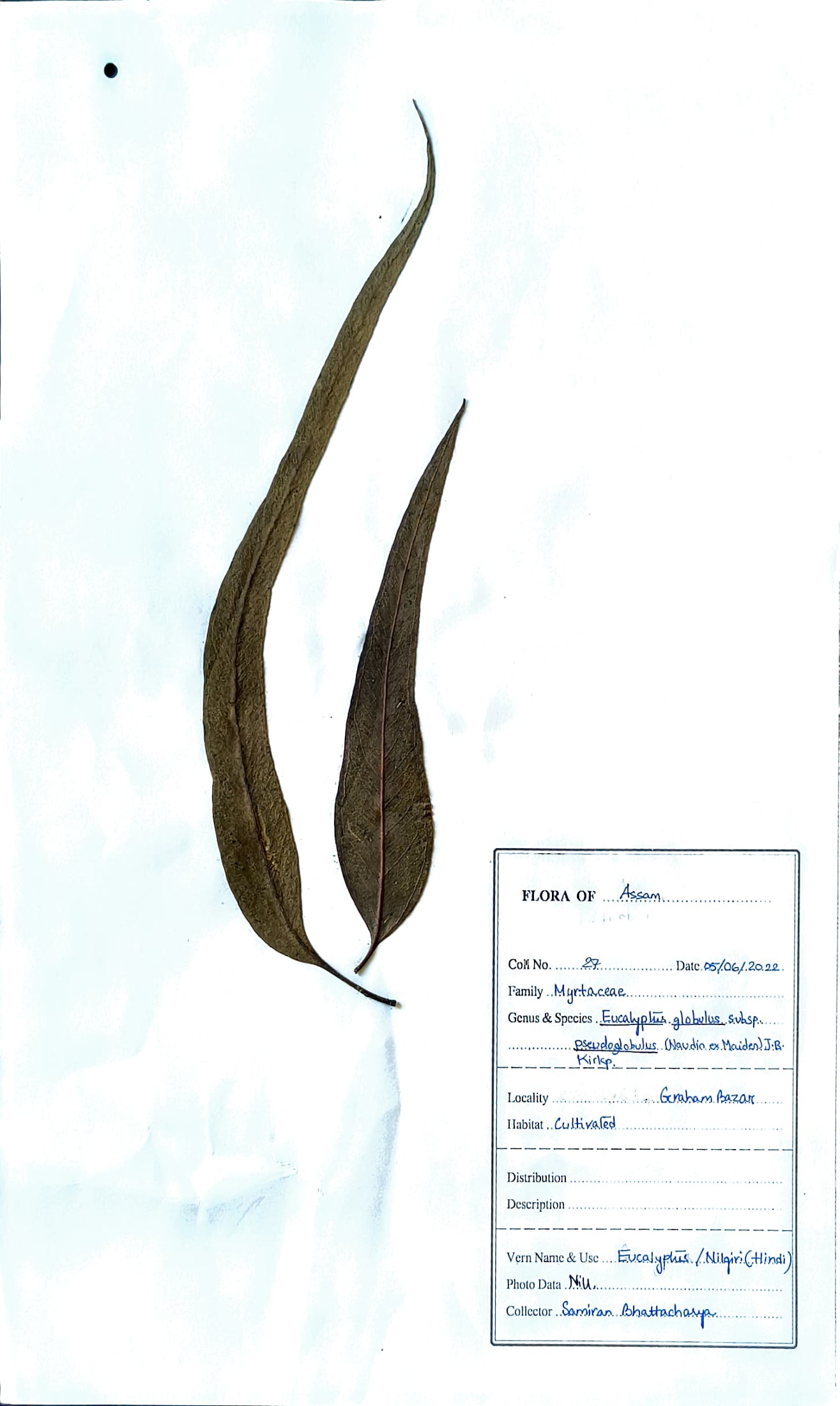 Eucalyptus globulus subsp. Pseudoglobulus (Naudin ex Maiden) J.B. Kirkp.