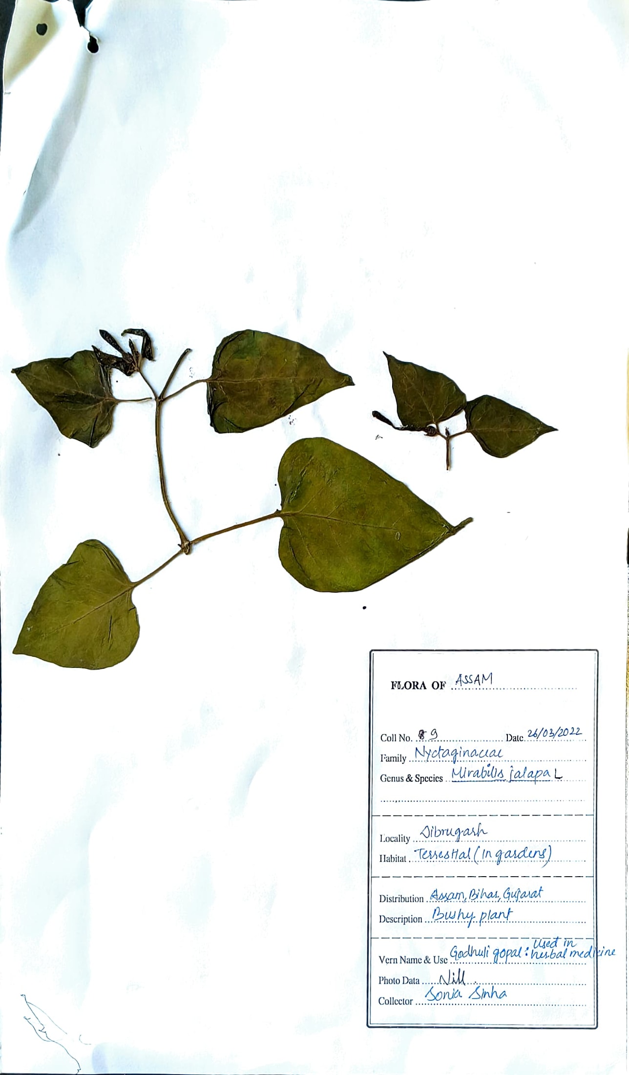 Mirabilis jalapa L.