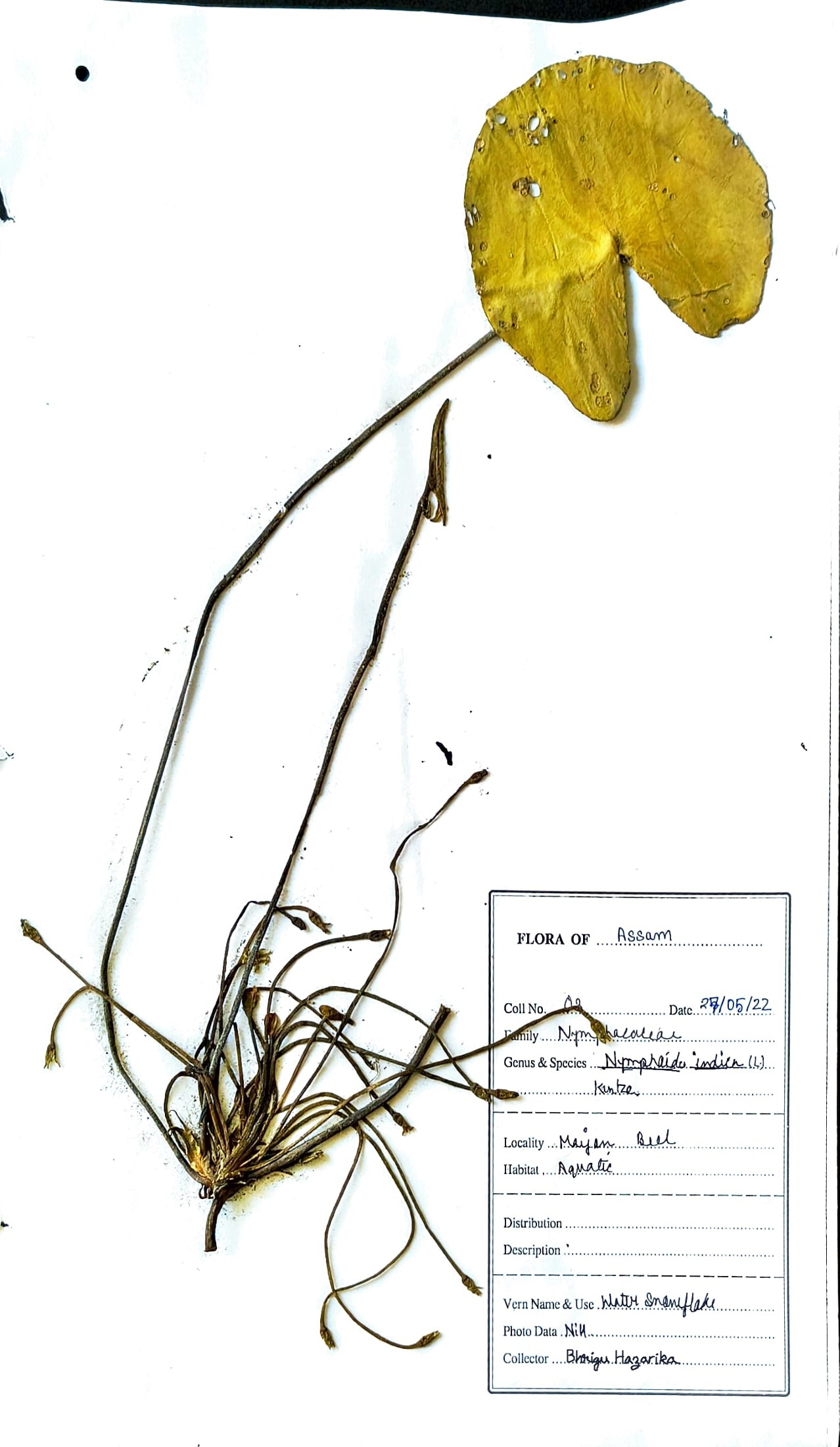 Nymphoides indica (L.) Kuntze
