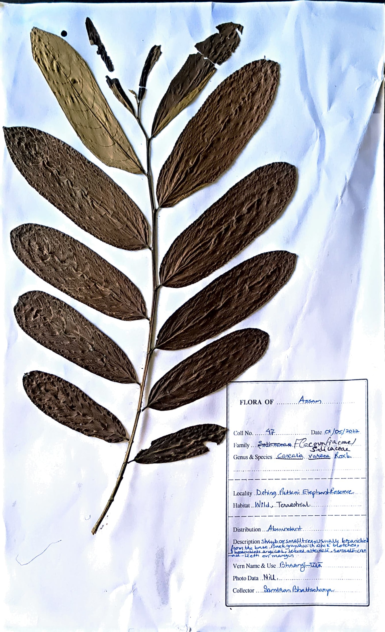 Cascaria vareca Roxb.