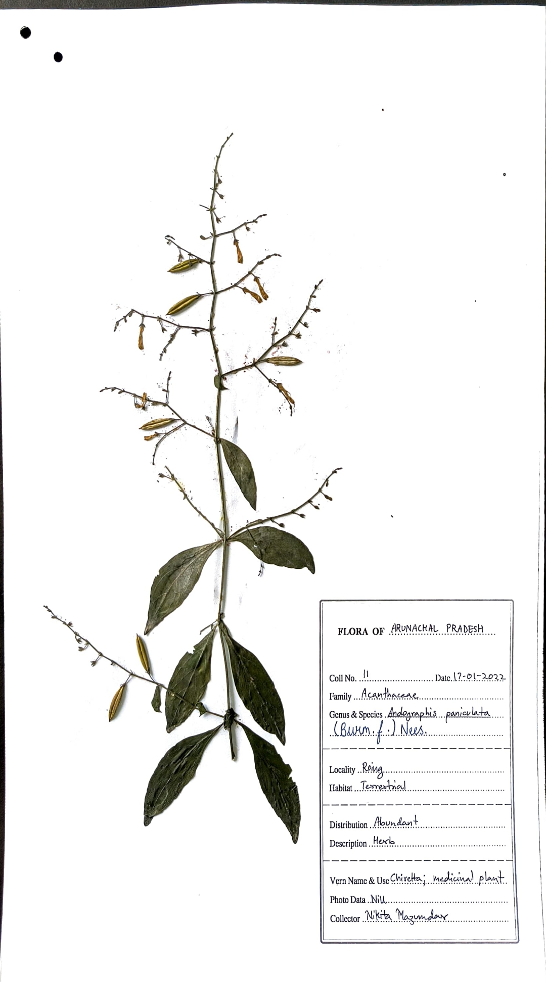 Andrographis paniculata