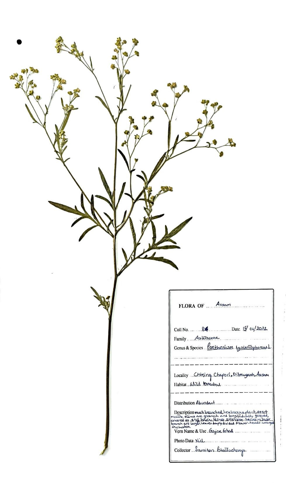 Parthenium hysterophorus L.
