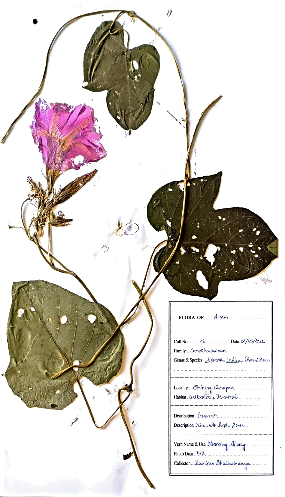 Ipomoea indica