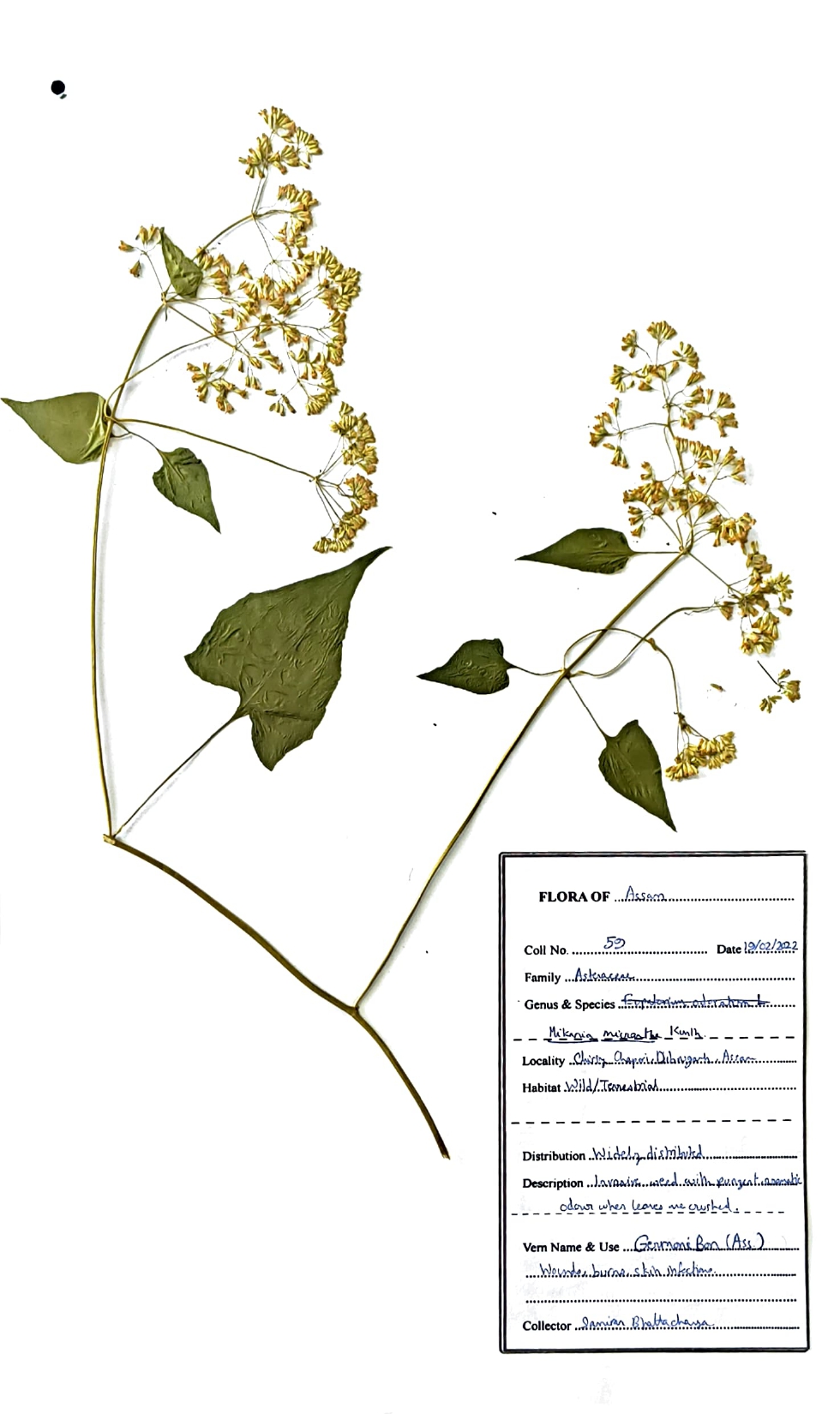 Mikania micrantha