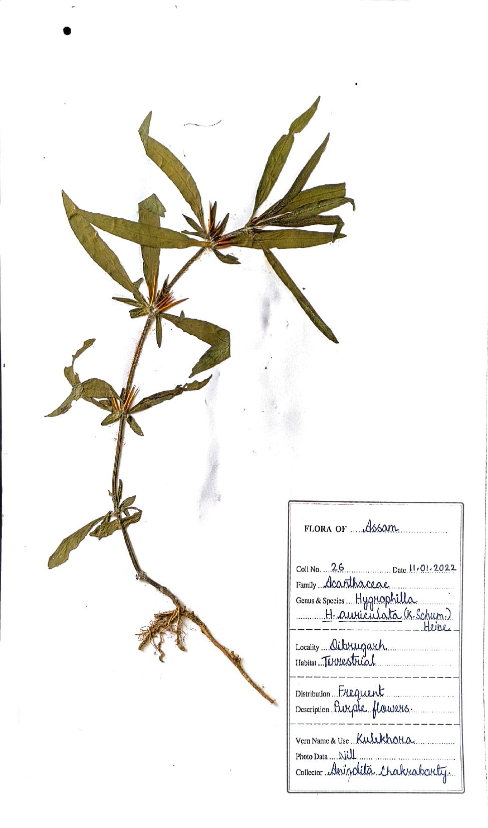 Hygrophila auriculata